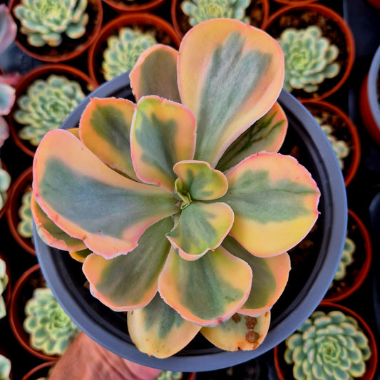 Echeveria "Chantilly Pink Angel" variegada