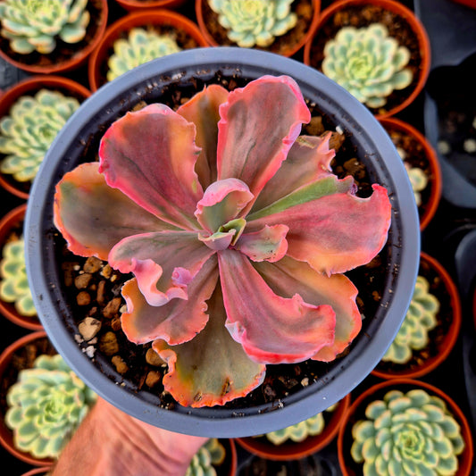 Echeveria "Chantilly Marginata" variegada