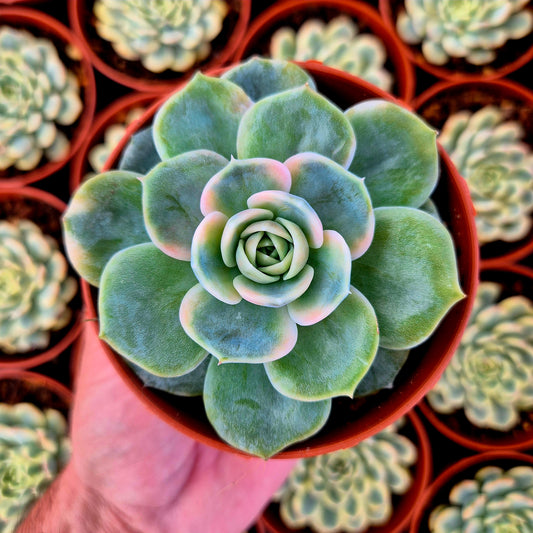 Echeveria "Blue Surprise" variegada