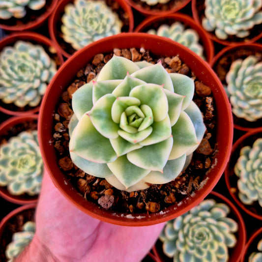 Sedeveria "Rolly" variegada