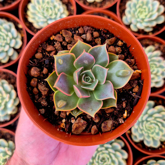 Echeveria "Red Light" warts