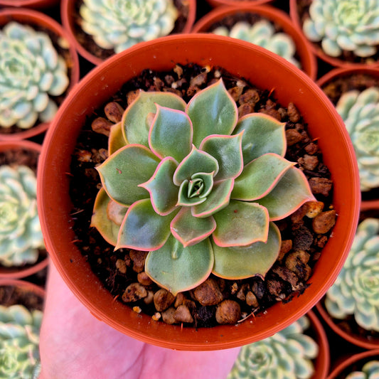 Echeveria "Red Light" warts