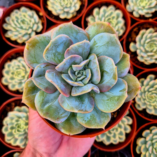 Echeveria "Blood Mood" warts