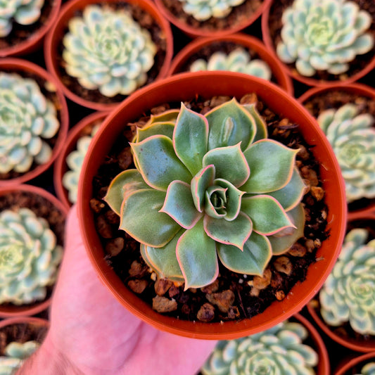 Echeveria "Red Light" warts