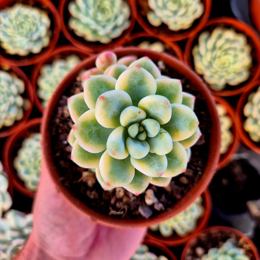Sedum clavatum variegado