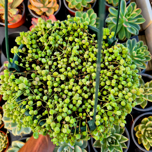 Senecio rowleyanus variegado