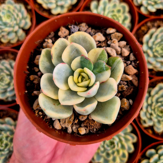 Pachyveria "Worthy One" variegada