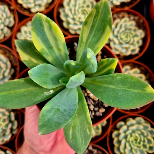 Pachyveria "Cypress" variegada