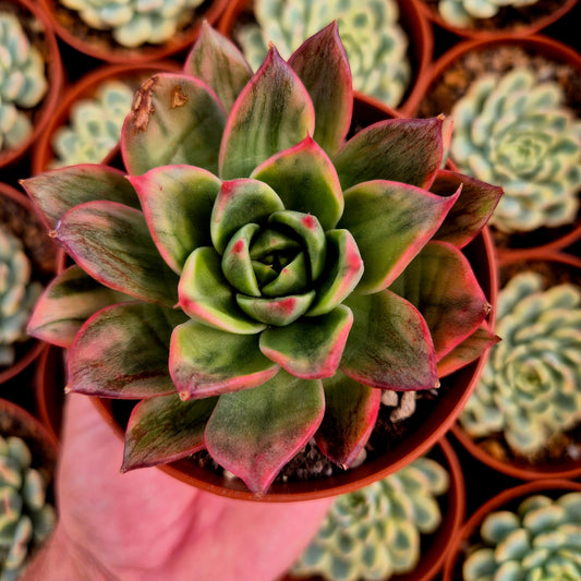 Echeveria "Leopard" variegada