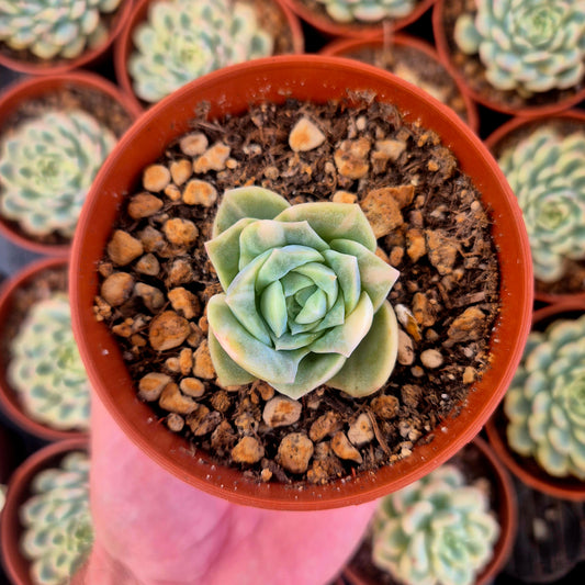 Graptoveria "Lovely Rose" variegada