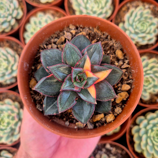 Echeveria "Monocerotis" variegada