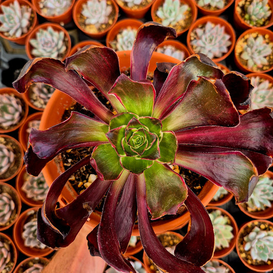 Aeonium "Voodoo Silk Green" variegado