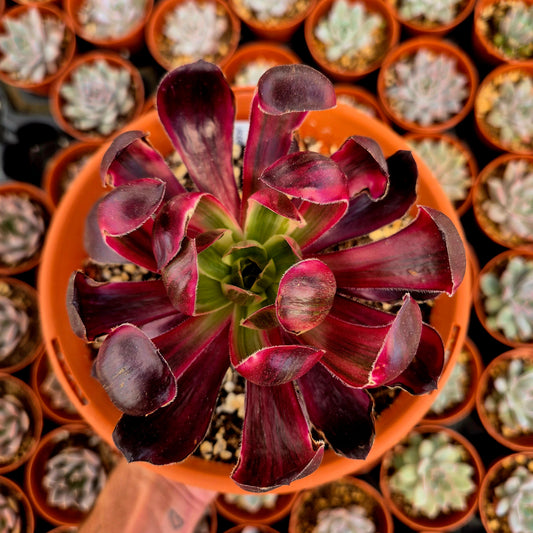 Aeonium "Voodoo Silk Red" variegado