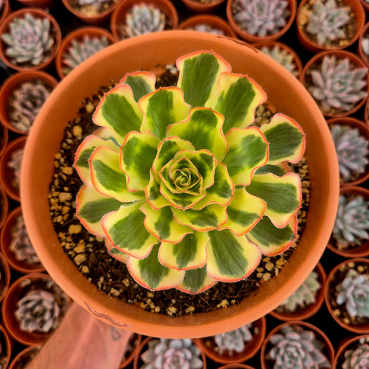 Aeonium "Poseidon" variegado