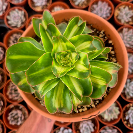 Aeonium "Zeus" middle