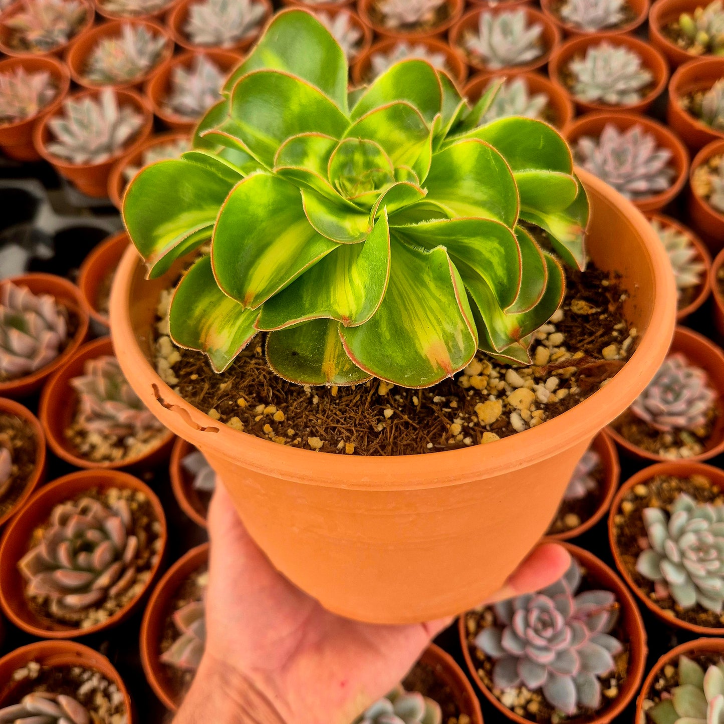 Aeonium "Zeus" middle