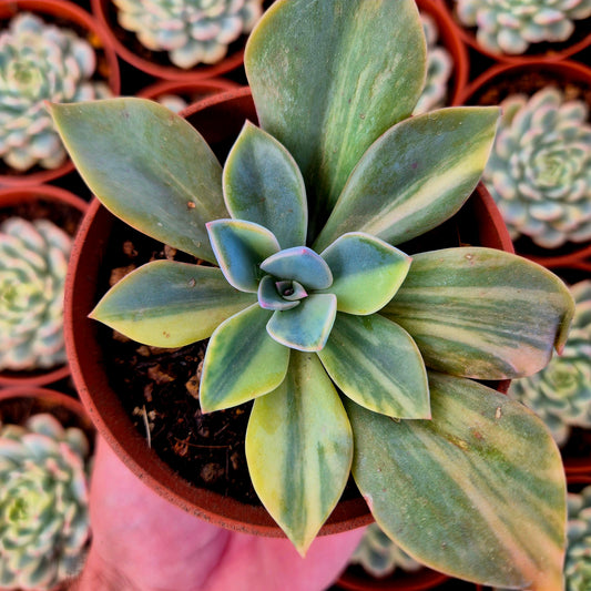 Graptoveria "Douglas Huth" variegada