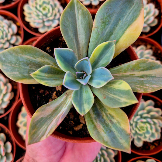 Graptoveria "Douglas Huth" variegada