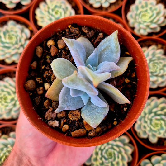Echeveria "Queen Crown"