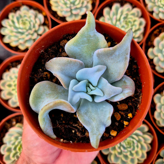 Echeveria "Queen Crown"