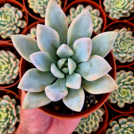 Graptoveria "Opalina" variegada