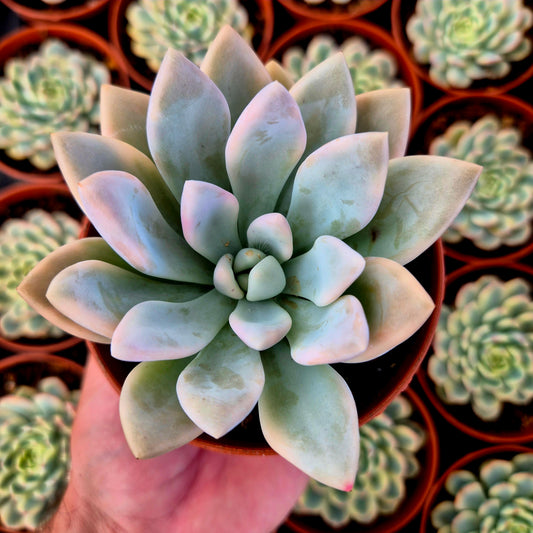 Graptoveria "Opalina" variegada