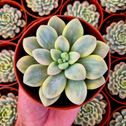 Graptosedum "Luoshen" variegado