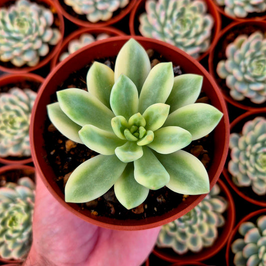 Sedum "Alice Evans" variegado