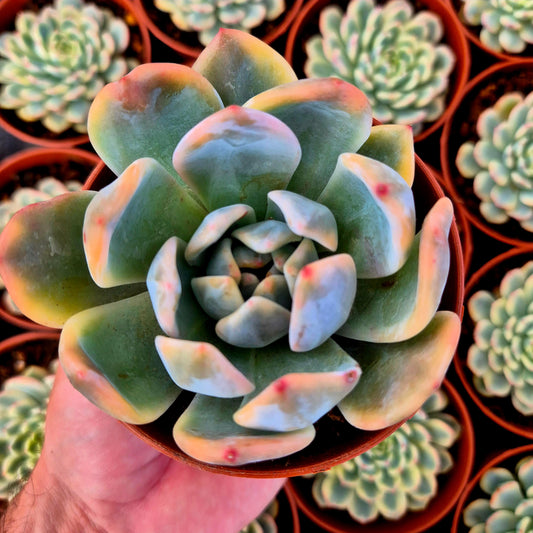 Echeveria "Monroe" variegada