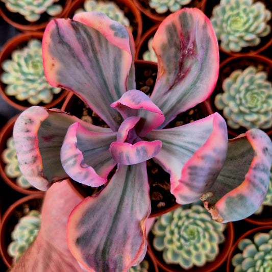 Echeveria "Pink Angel" variegada