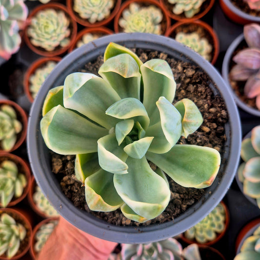 Graptoveria "Fred Ives" variegada