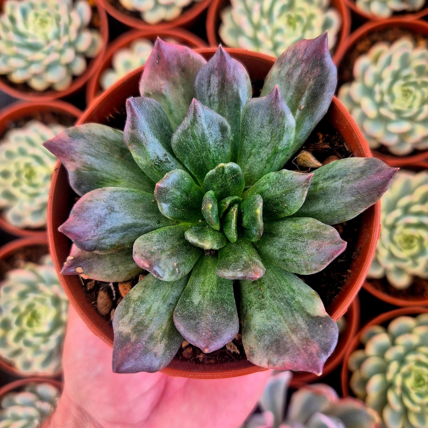 Echeveria "Army Prince" variegada