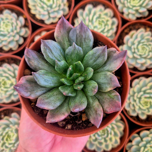 Echeveria "Army Prince" variegada