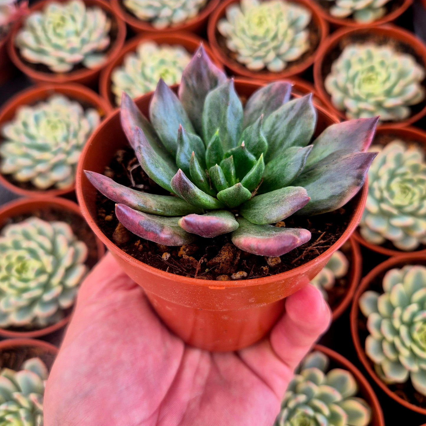 Echeveria "Army Prince" variegada