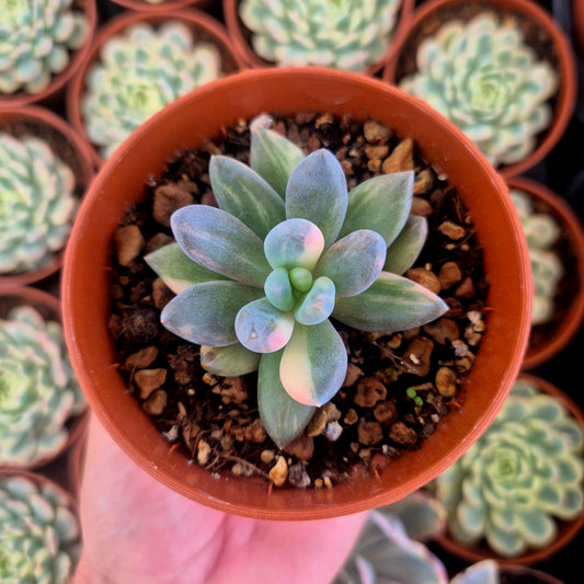 Sedeveria "Blue Mist" variegada