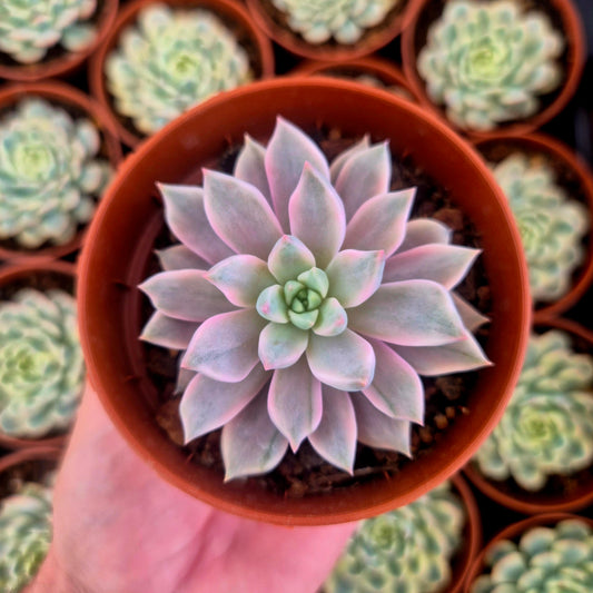 Graptoveria "Red Diamond" variegada