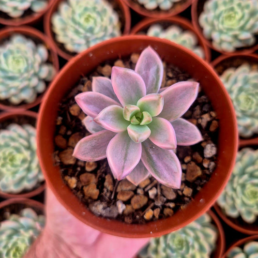 Graptosedum "Bronze" variegado
