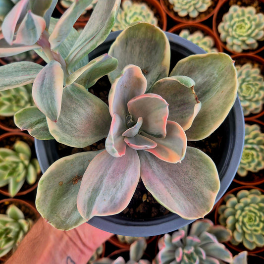Echeveria "Decora" variegada