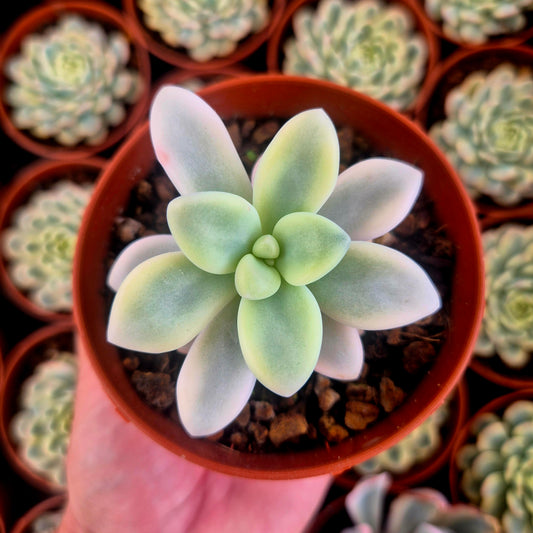 Graptosedum "Ellen" variegado