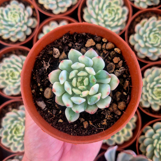 Sedeveria "Blue Elf" variegada