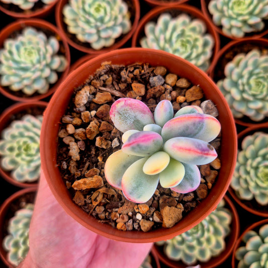 Cotyledon orbiculata var oophila variegado