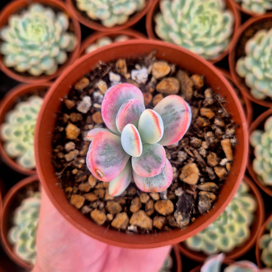 Cotyledon orbiculata var oophila variegado
