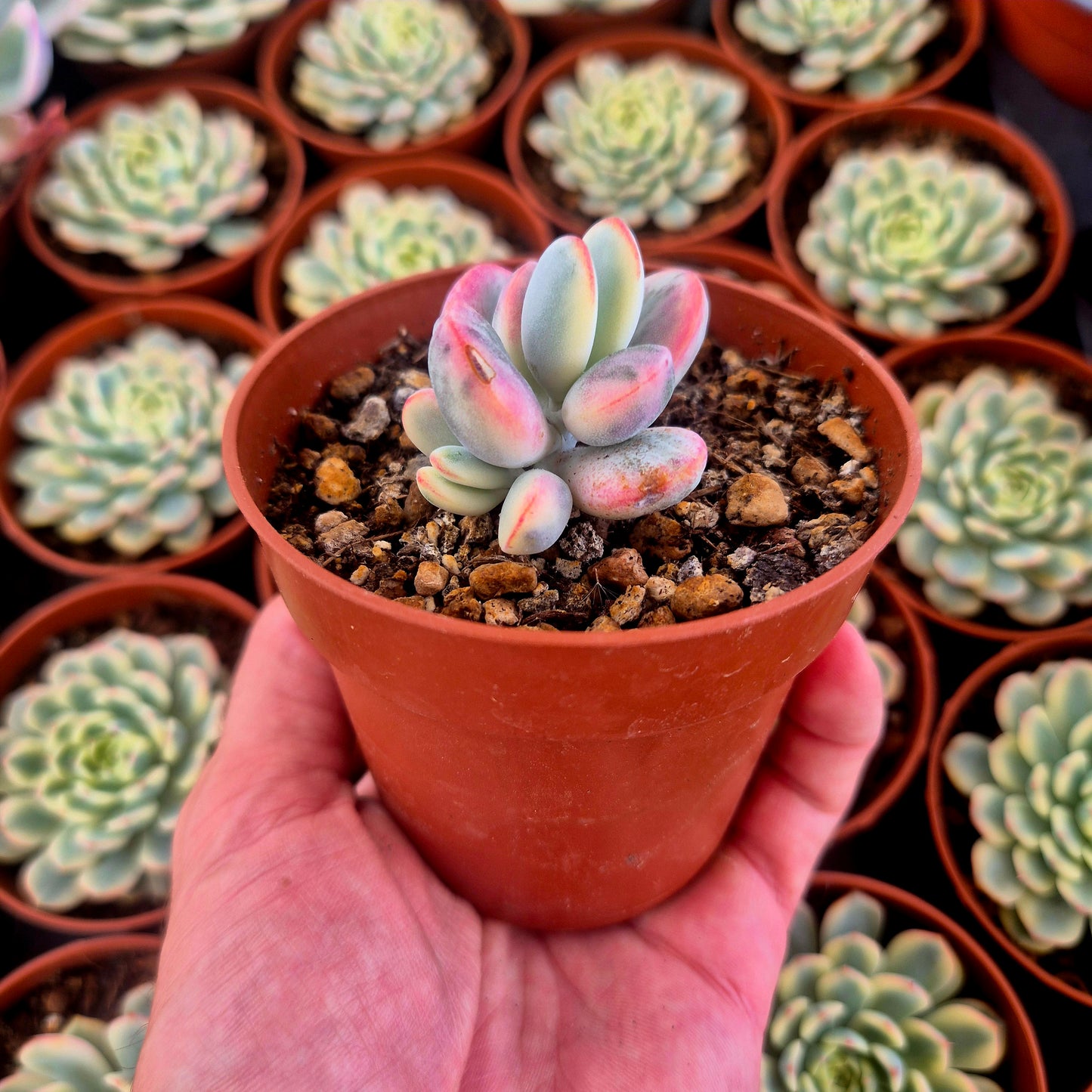 Cotyledon orbiculata var oophila variegado