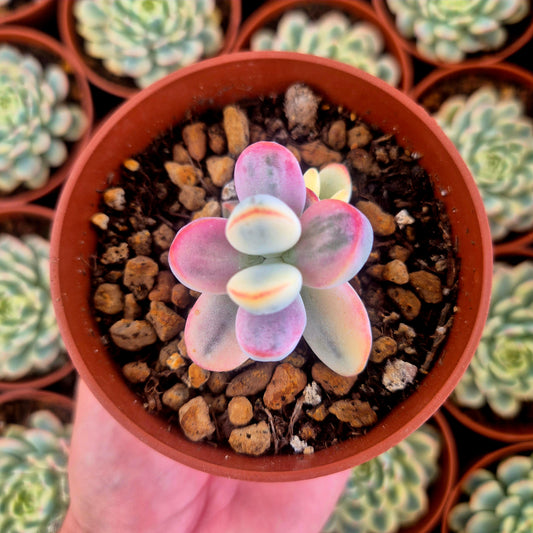 Cotyledon orbiculata var oophila variegado