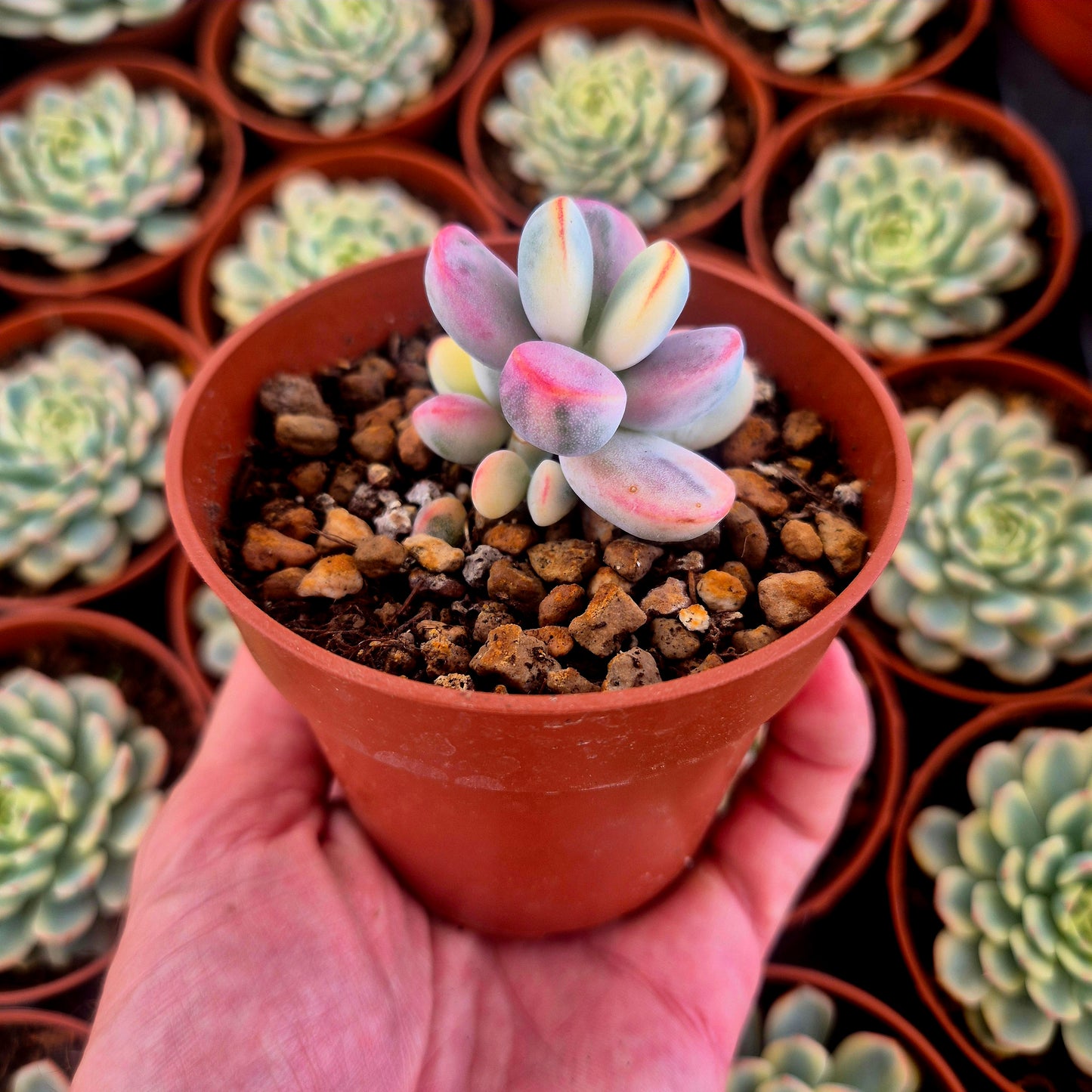 Cotyledon orbiculata var oophila variegado