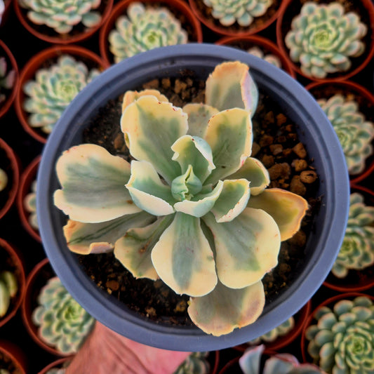 Echeveria "Chantilly White Angel" variegada