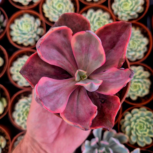Echeveria "Golden State" variegada