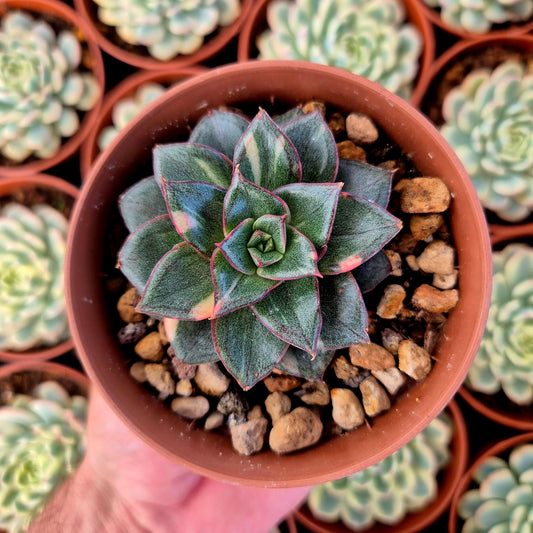 Echeveria "Monocerotis" variegada