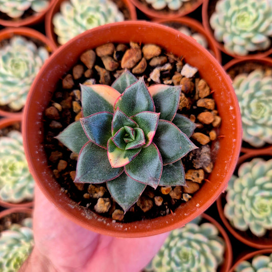 Echeveria "Monocerotis" variegada