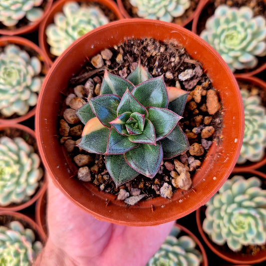 Echeveria "Monocerotis" variegada